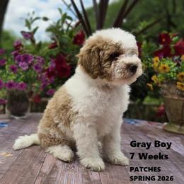 Gray Boy - Parti male Goldendoodle puppy in Coppell, Texas from Bethel Stream Goldendoodles