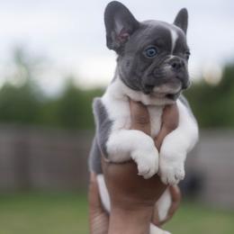 Simba - Blue male French Bulldog puppy in Austin, Texas from Ward's Frenchies 2 Yours