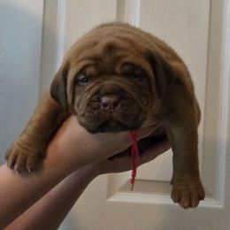 Red - Mahogany male Dogue de Bordeaux puppy in Michigan from Boondocks Bordeaux