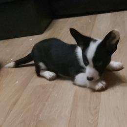 Mickey - Black and white male Cardigan Welsh Corgi puppy in Myton, Utah from Cardigan Corgi Cuties 💓