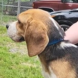 Daisy - Beagle