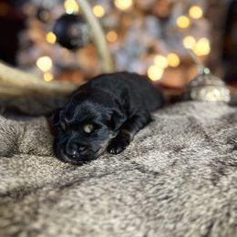 Miniature Australian Shepherd Puppies from Quartz Creek Aussies