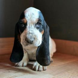 Rhett - White black and red male Basset Hound puppy in Lebanon, Ohio from Lady Mae Bassets