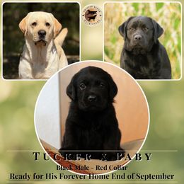 Red Collar Male - Black male Labrador Retriever puppy in Fair Oaks, California from Twisted Ranch Retrievers