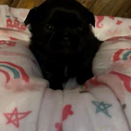Raven - Black female Shih Tzu puppy in Bluffton, South Carolina from Cuddly Coastal Cuties