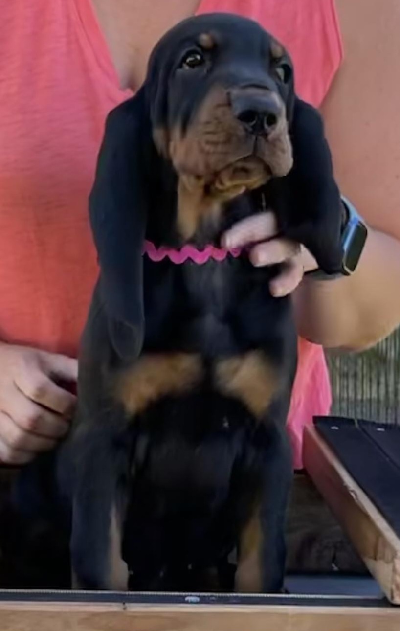 Black and Tan Coonhound Puppies from Windbourne Farm Black & Tan Coonhounds