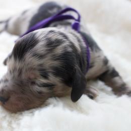 Shelly - Dapple female Dachshund puppy in Morrow, Ohio from Courtney’s Colorful Doxies