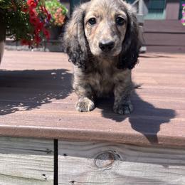 Boy 2 - Brindle male Dachshund puppy in Gouverneur, New York from Dack Dachshunds