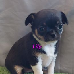 Lily - Black and white female Chihuahua puppy in Brook Park, Minnesota from North Star Chihuahuas