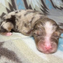 Girl 2-Red Merle - Red merle female Australian Shepherd puppy in Mayfield, Kentucky from Hamilton Farms