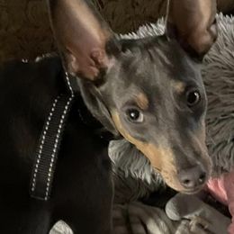 Miniature Pinschers from Whispering Winds Farms Family Min Pins