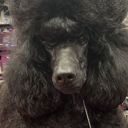 Poodles from Artemisa Standard Poodles