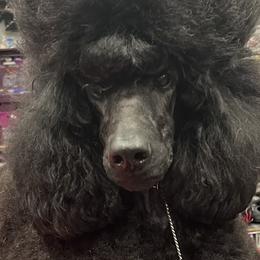 Poodles from Artemisa Standard Poodles