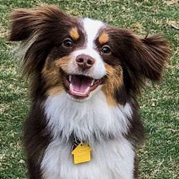 Miniature Australian Shepherds and Toy Australian Shepherds from Hotmess of Aussies