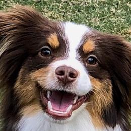 Miniature Australian Shepherds and Toy Australian Shepherds from Hotmess of Aussies