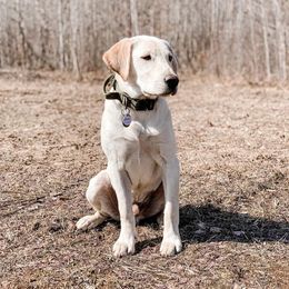 Labrador Retriever Puppies from Zach Krause's Labrador Retrievers