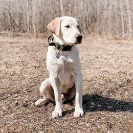 Labrador Retriever Puppies from Zach Krause's Labrador Retrievers