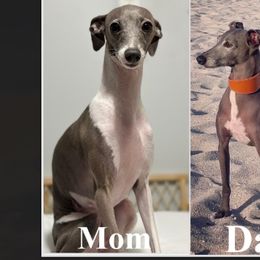 Italian Greyhounds from Castro’s Italian greyhounds