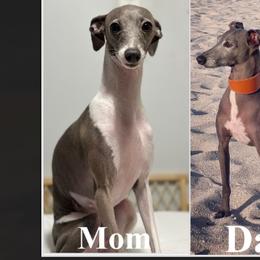 Italian Greyhounds from Castro’s Italian greyhounds