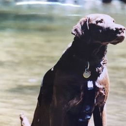 Chesapeake Bay Retriever All Grown Up from Wild Wood Chesapeakes