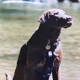Chesapeake Bay Retriever All Grown Up from Wild Wood Chesapeakes