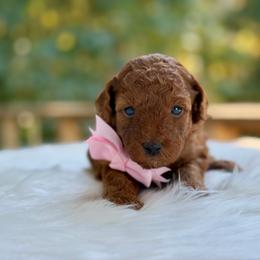 Hope - Red  female Poodle puppy in Salem, Oregon from Lavish Poodles