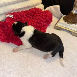 Madison - Black and white female Border Collie puppy in Henagar, Alabama from Ridge Kap Border Collies