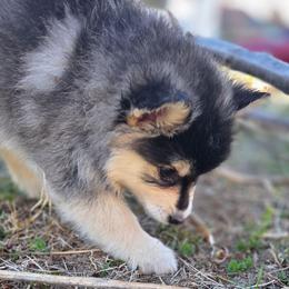 Sage (Pink Collar) - Black and white female Pomsky puppy in Kennewick, Washington from Nebula Ranch Pomskies