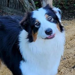 Ollie - Australian Shepherd
