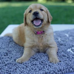 Golden Retriever Puppies from TLC Pups