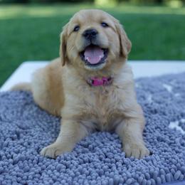 Golden Retriever Puppies from TLC Pups