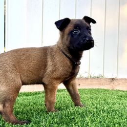 Black Collar - Male 2 - Fawn sable male Belgian Malinois puppy in Trenton, Georgia from Laeknir K9