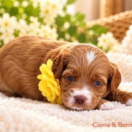 Chai - Caramel female Australian Labradoodle puppy in Diamond Bar, California from Furrytaildoodles