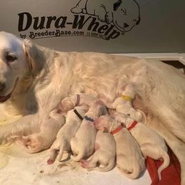 Golden Retriever Puppies from Golden Dust Retrievers