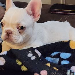 French Bulldog puppies from Will's French Bulldogs