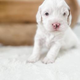 Cavapoo Puppies from Ruby's Cavapoos