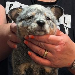 BOB - Blue speckled male Australian Cattle Dog puppy in Sanger, Texas from Straight Arrow Australian Cattle Dogs