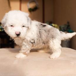 Aussiedoodle and Goldendoodle Puppies from Ever After Doodles Arizona
