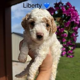 Liberty - Parti male Poodle puppy in Greensburg, Kentucky from Doodle Me Crazy