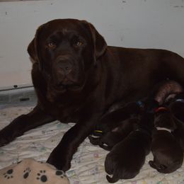 Labrador Retriever Puppies from Anaquassacook Labradors