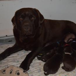 Labrador Retriever Puppies from Anaquassacook Labradors