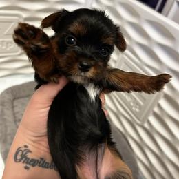 Holly Berry - Black and tan female Yorkshire Terrier puppy in Coeur D Alene, Idaho from Cozy Coeur Yorkies