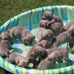 Weimaraner Puppies from Simpatico
