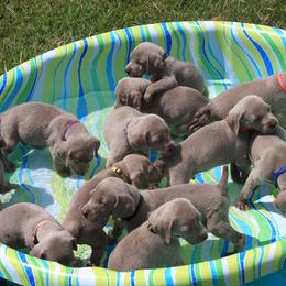 Weimaraner Puppies from Simpatico