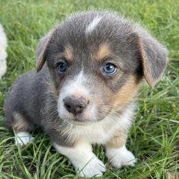 American Corgis and Pembroke Welsh Corgis from Shining J Corgis