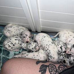 Dalmatian Puppies from Hallmark Dalmatians;
