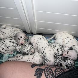 Dalmatian Puppies from Hallmark Dalmatians;