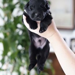 Neptune - Black male German Shepherd puppy in Coarsegold, California from Yosemite Shepherds