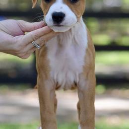 Girl 3 - Red female American Staffordshire Terrier puppy in St. Augustine, Florida from LBK & Ancient City