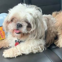 Shih Tzus from Shih Tzu Love